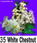 White Chestnut 