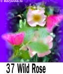 Wild rose 