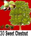 Sweet chestnut 